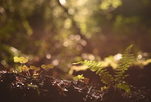natur-richtigen-weg Wie die Natur uns den richtigen Weg weisst