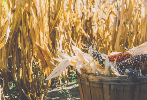 worte danke